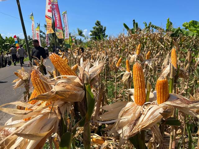 Lindungi Harga Petani, Penyerapan Jagung Produksi Petani Siap Dikebut