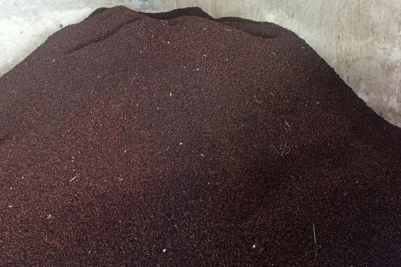 Petani Lebak Genjot Produksi Cengkeh untuk Penuhi Permintaan Pasar