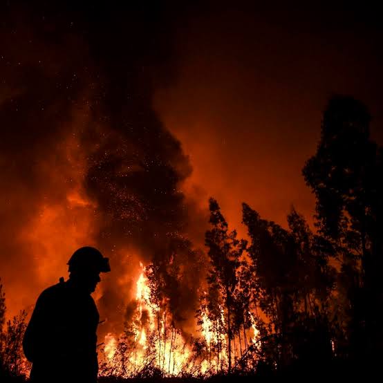 Kebakaran Hutan Hanguskan 70.800 Hektare Lahan di California
