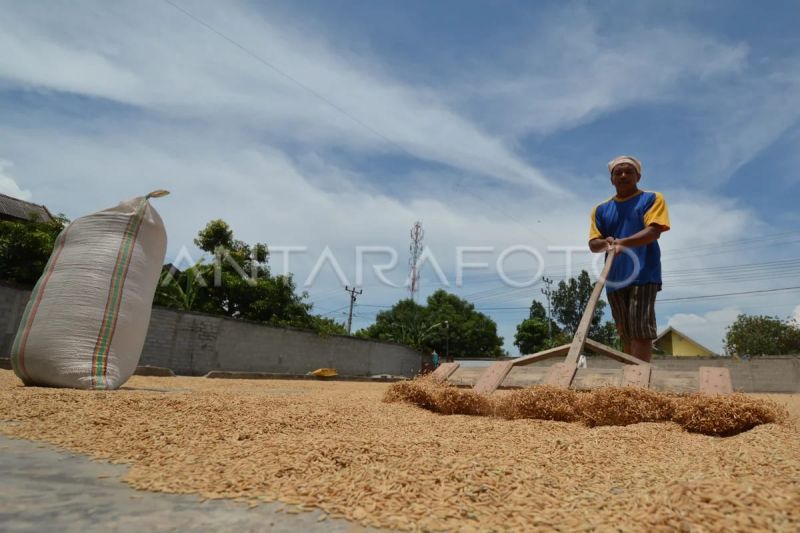 BUMD Abdya Fokus Kembangkan Ekonomi Pertanian untuk Warga Lokal