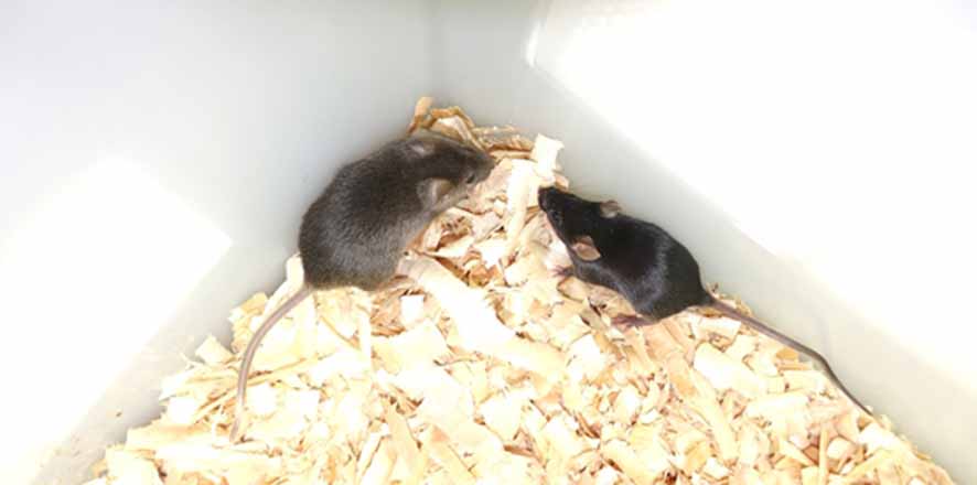 Tikus dari Dua Ayah Bisa Bertahan Hidup Hingga Dewasa