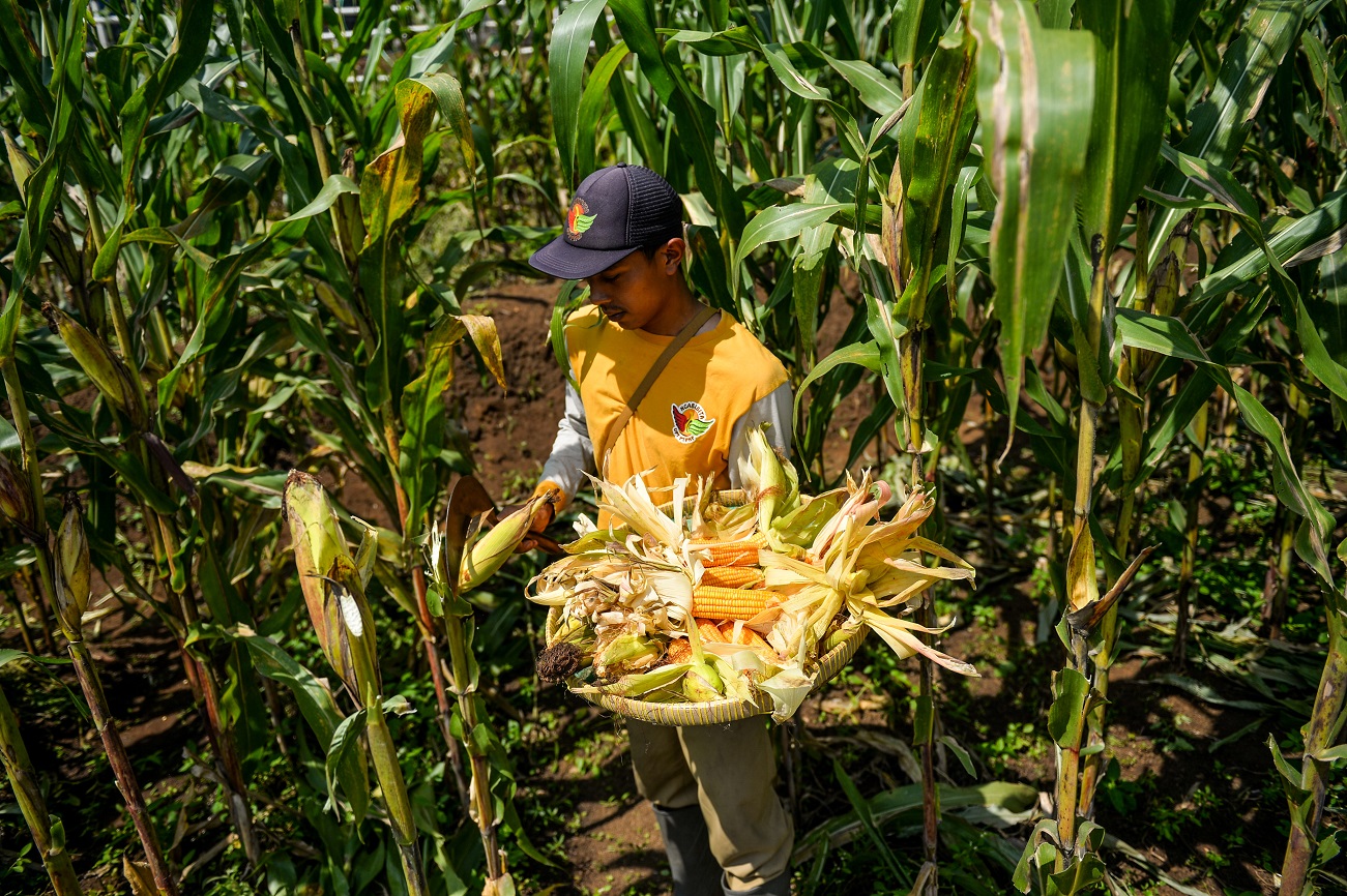 Produksi Jagung Digenjot, Hutan Sosial Jadi Korban?