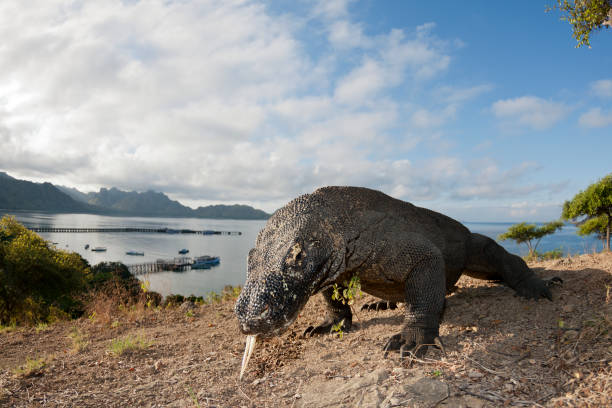 Kemenhut Luncurkan Aplikasi SiOra untuk Pengunjung Taman Nasional Komodo