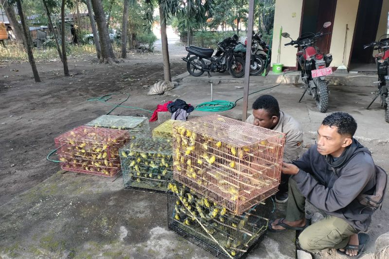 Penyelundupan 1.260 Ekor Burung Pleci Kacamata Jawa dari Maumere, ke Surabaya Berhasil Digagalkan, 140 Ekor Mati