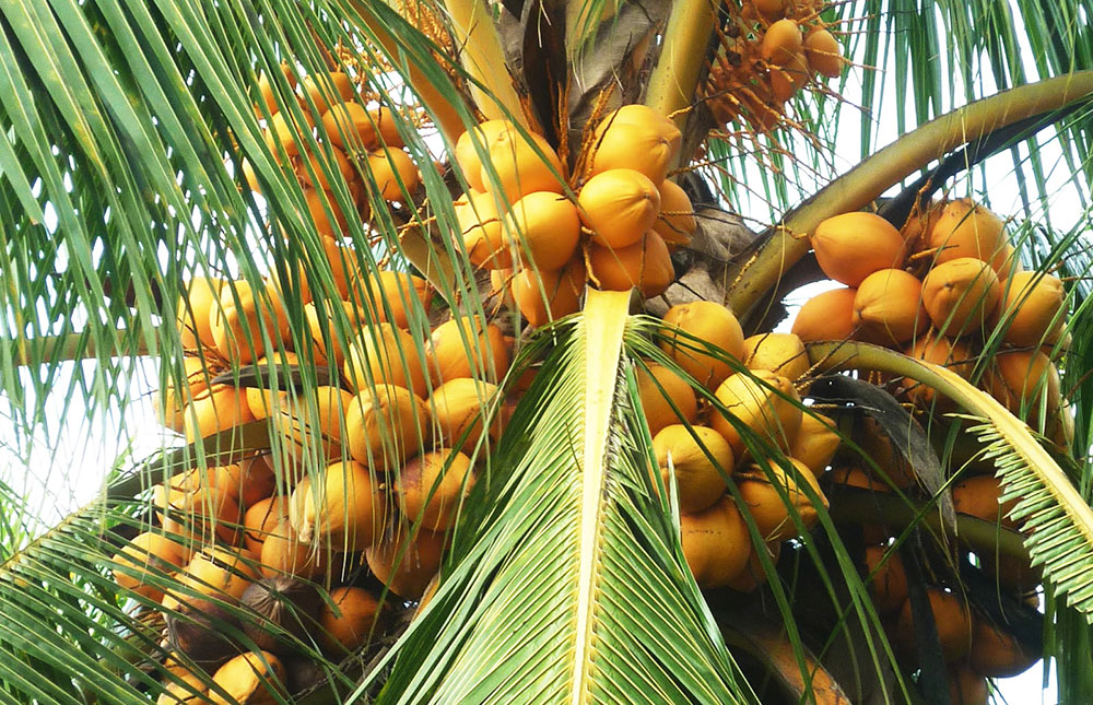 Pemkab Banyumas Dukung Hilirisasi Kelapa Genjah Bali Kuning