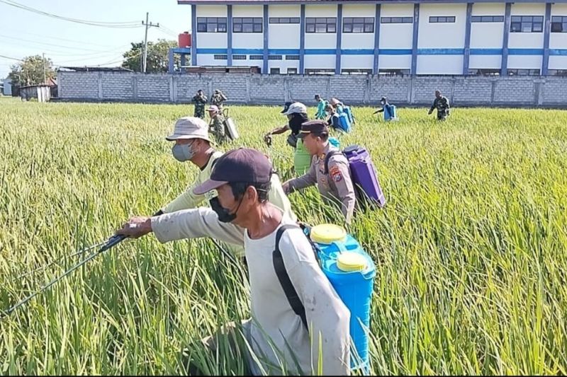 Ponorogo Gencarkan Penyemprotan Serentak Atasi Hama Wereng