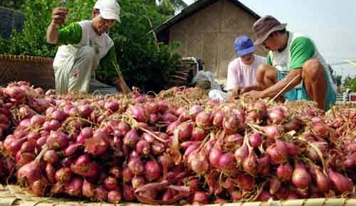 Harga Bawang Merah Rendah, Bapanas Dorong Kolaborasi Petani dengan Kopdes Merah Putih dan MBG