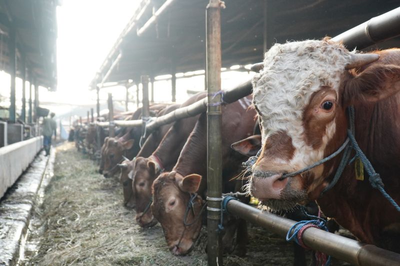 Jaga Stabilitas Pangan DKI, Dharma Jaya Impor 750 Ekor Sapi Australia