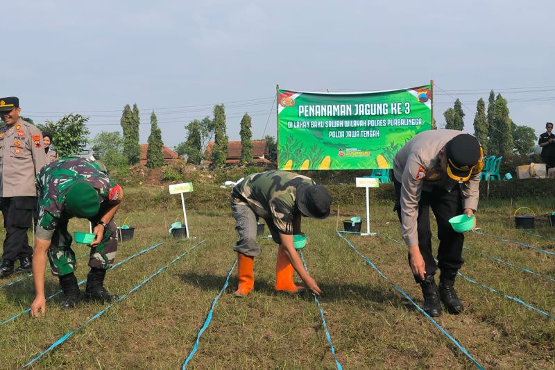 Saat Pak Polisi Tanam Jagung di Sawah, Berseragam Lengkap dan Berpistol