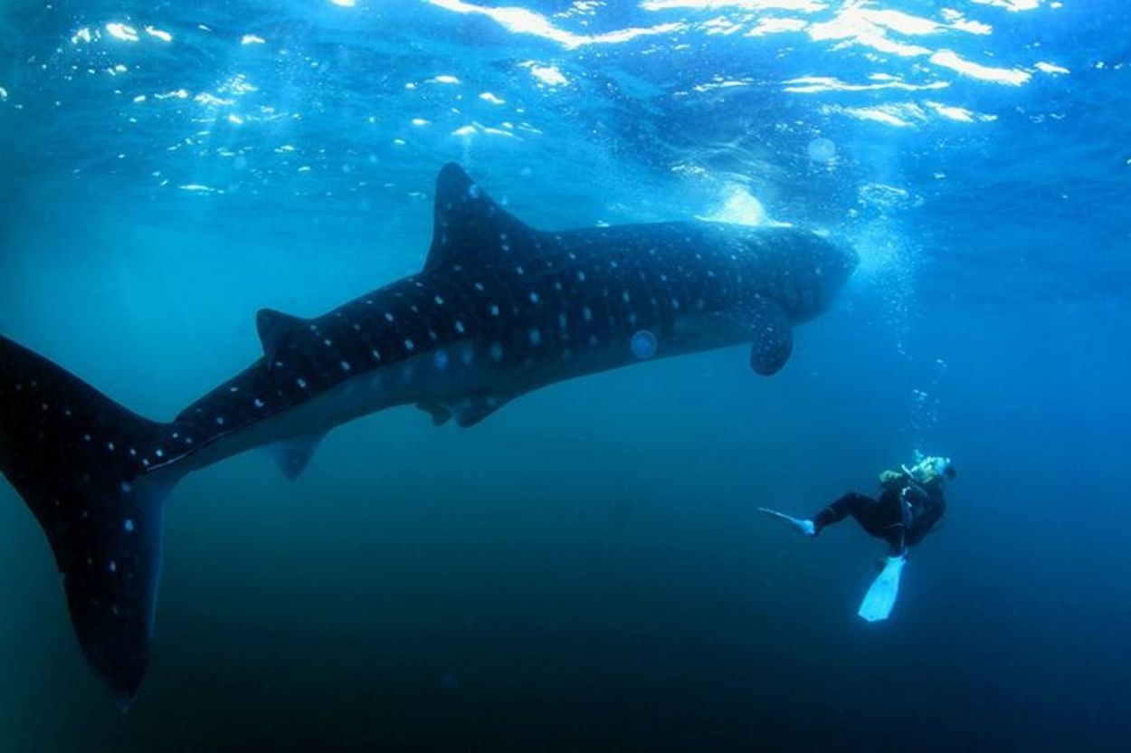 Indahnya Jalan-Jalan ke Sumbawa: Snorkeling dan Diving Bersama Whale Shark di Teluk Saleh