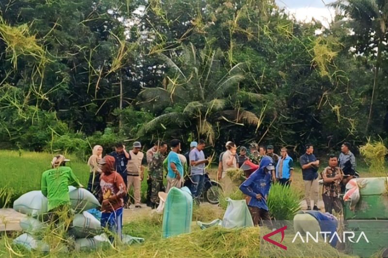 Padi Perennial Padi Abadi, Prospeknya di Indonesia