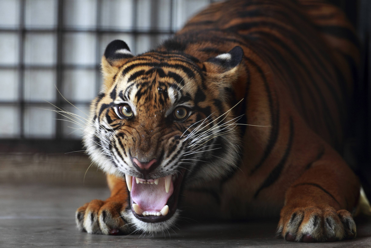 Jangan Lagi Ada Pemburu Harimau, Tinggal 42 di Bengkulu