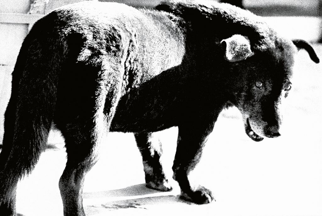 Setiap Fotografer Jalanan Harus Melihat Karya Daido Moriyama