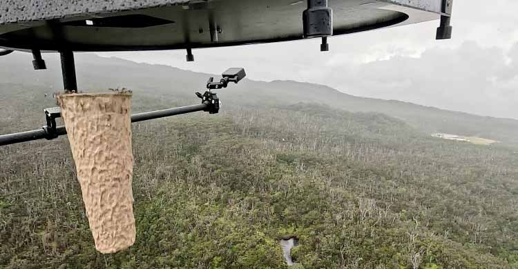 Kapsul Berisi Nyamuk Dijatuhkan di Hutan Hawaii