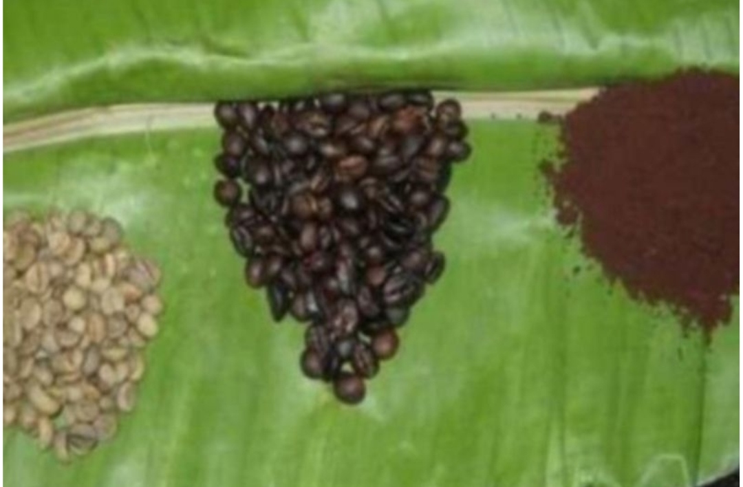 Dari Sula untuk Dunia: Kopi Asli Maluku Utara Masuk Daftar Lindung Nasional