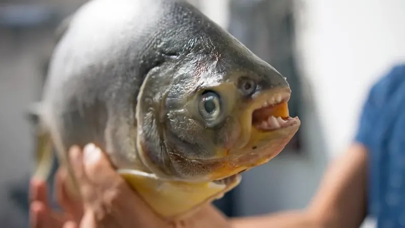 Mengenal Ikan Mata Sauron dari Sungai Amazon, Piranha Vegetarian dengan Penampilan Sangar Tapi Berhati Lembut