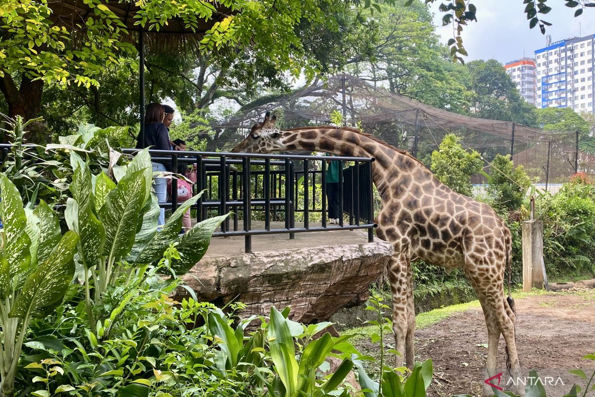 Warga Bandung Mesti Tergerak Keprihatinan untuk Selamatkan Hewan di Bandung Zoo. Jangan Diam Saja