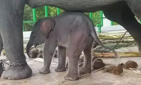 Anak Gajah Sumatera Jantan Lahir di Taman Nasional Way Kambas