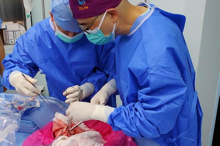 Peneliti Tiongkok Sukses Transplantasi Paru-Paru Babi pada Pasien Manusia