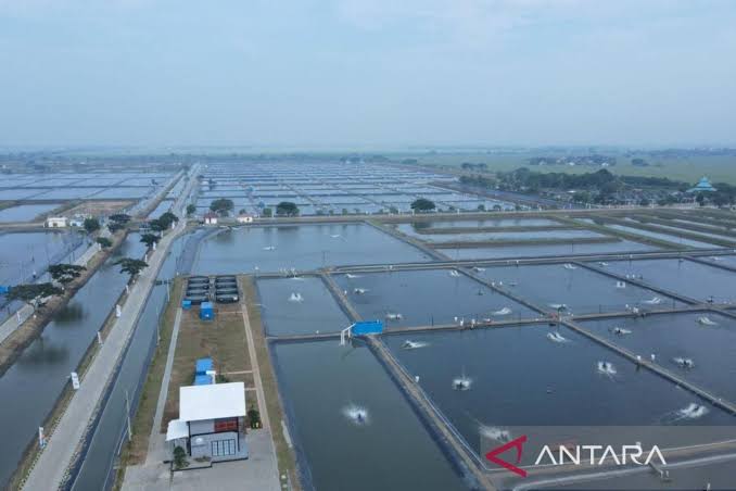 Revitalisasi Tambak Pantura Motor Penggerak Budidaya Tilapia
