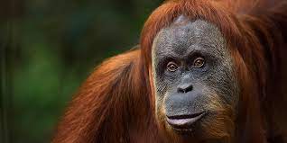 Perdagangan Orangutan Marak, Akademisi UGM Desak Penegakan Hukum dan Pemberdayaan Ekonomi Masyarakat