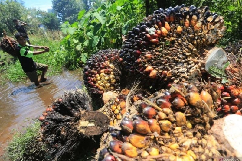 Harga TBS Sawit Turun Jadi Rp3.634/Kg, Petani Swadaya Riau Kembali Tertekan