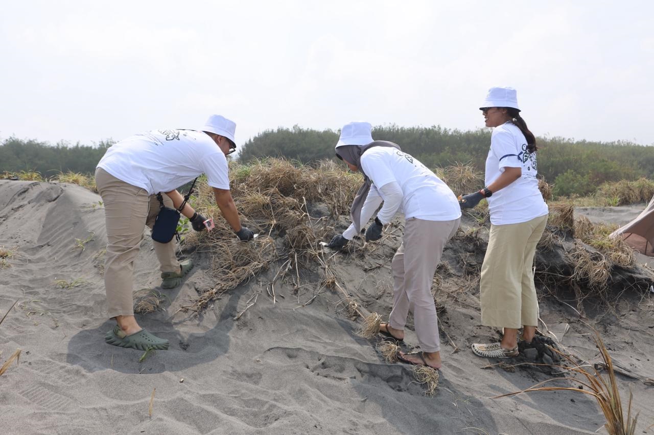 Telkom Gelar Kegiatan Penyelamatan Penyu di Pantai Pelangi Bantul 