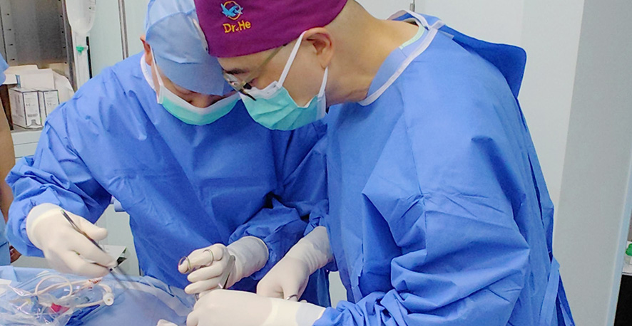 Transplantasi Paru-paru Babi ke Manusia Berhasil Atasi Hambatan Antibodi