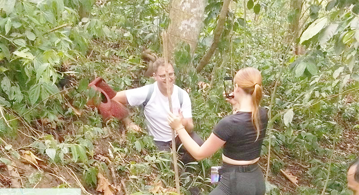 Langka! Bunga Rafflesia Arnoldi Kembali Mekar di Hutan Solok, Wisatawan Mancanegara Datang