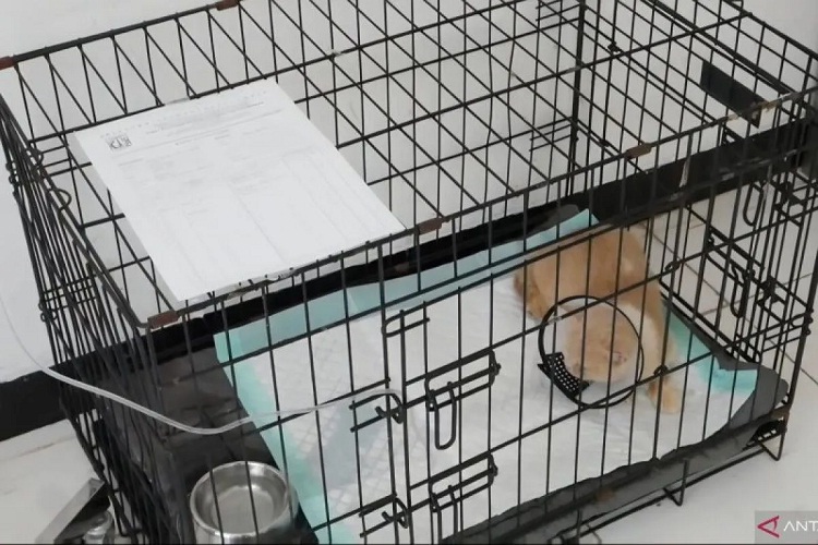 Terlantar, Kucing Uya Kuya Dirawat di Puskeswan Ragunan 