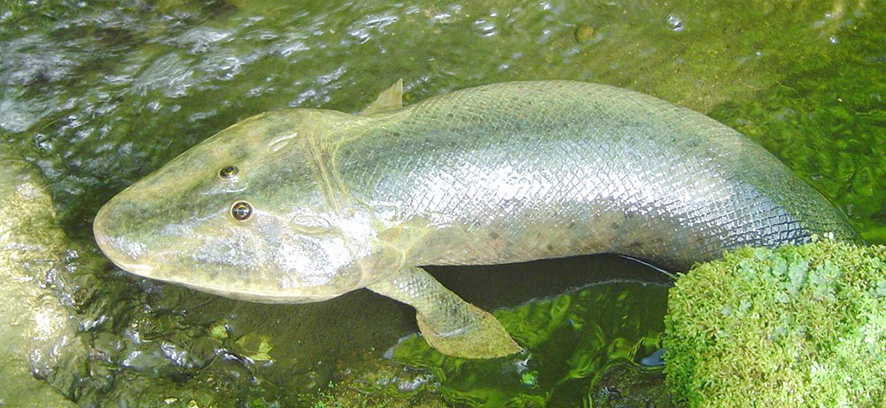 Ikan yang Hidup di Perairan Dangkal