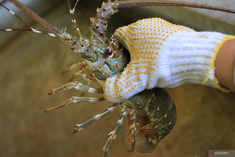 Ekonomi Biru Dipacu, Batam Dijadikan Sentra Budi Daya Lobster