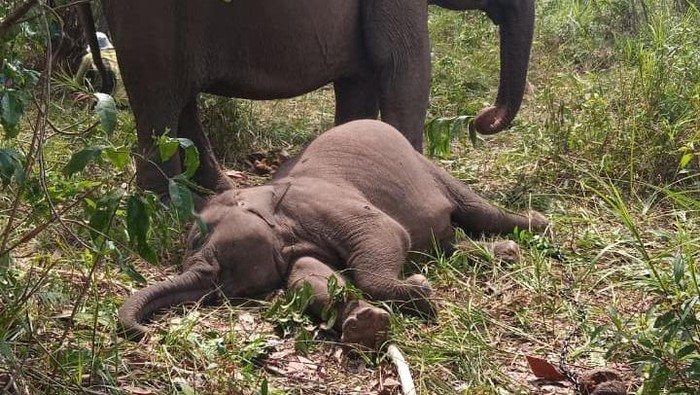 Kronologi Anak Gajah Viral Tari Mati Mendadak, Perut Menggembung Jadi Misteri!