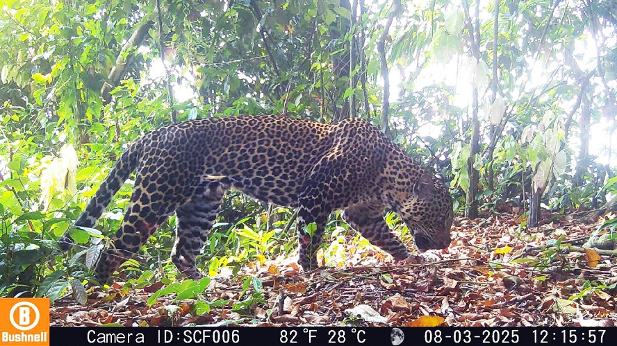 Macan Tutul Jawa Masih Eksis di Sanggabuana, TNI AD Dukung Upaya Konservasi