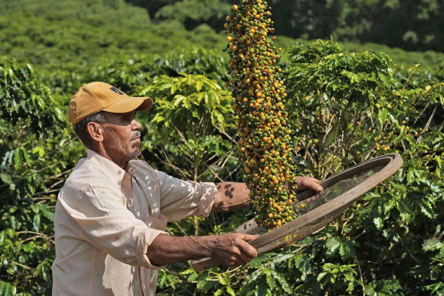 Kopi Selamatkan Ekonomi Para Petani Kepahiang Bengkulu