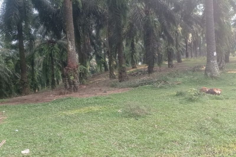Hama Babi Hutan dan Monyet Liar Ganggu Pertanian di Lebak, Banten