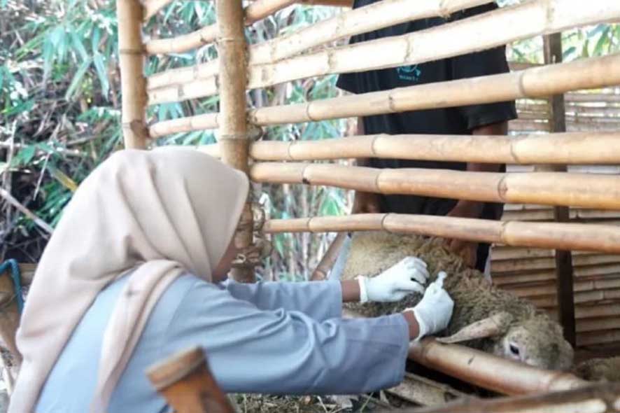 DKPP Kota Madiun Lakukan Vaksinasi Rutin Ternak Sapi & Kambing untuk Cegah PMK