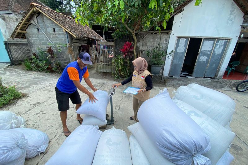 Bulog Yogyakarta Terus Serap Gabah Petani Selama Musim Panen Gadu