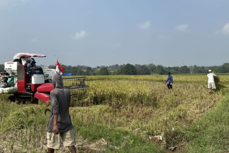 Miris! Ketimpangan Lahan Pertanian Melebar: Petani Kecil Kian Terhimpit, Reformasi Agraria Jadi Jalan Satu-satunya
