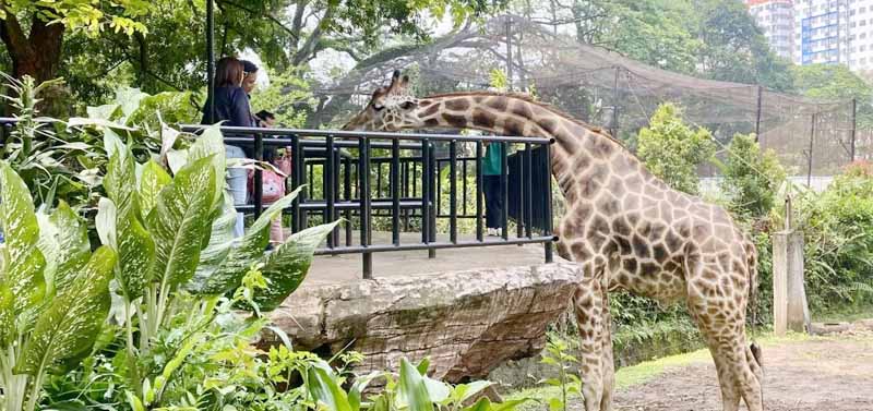 Satwa Bandung Zoo Tak Kenal Libur Makan Loh ya! YMT Minta Pemkot Bandung Jamin Pakan Selama Penutupan