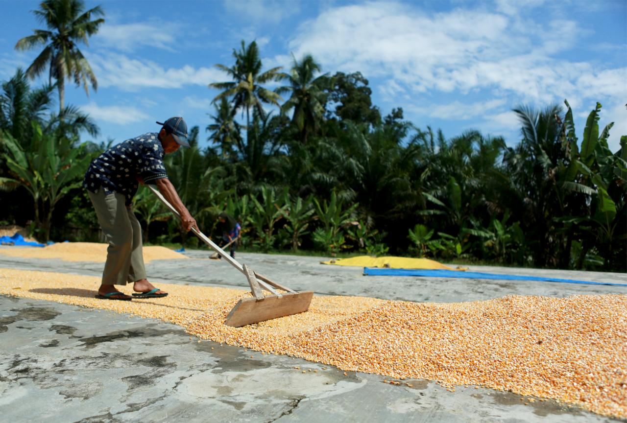 Stabilkan Harga Pakan, Bulog Salurkan Lebih Dari 52 Ribu Ton Jagung untuk 2.109 Peternak