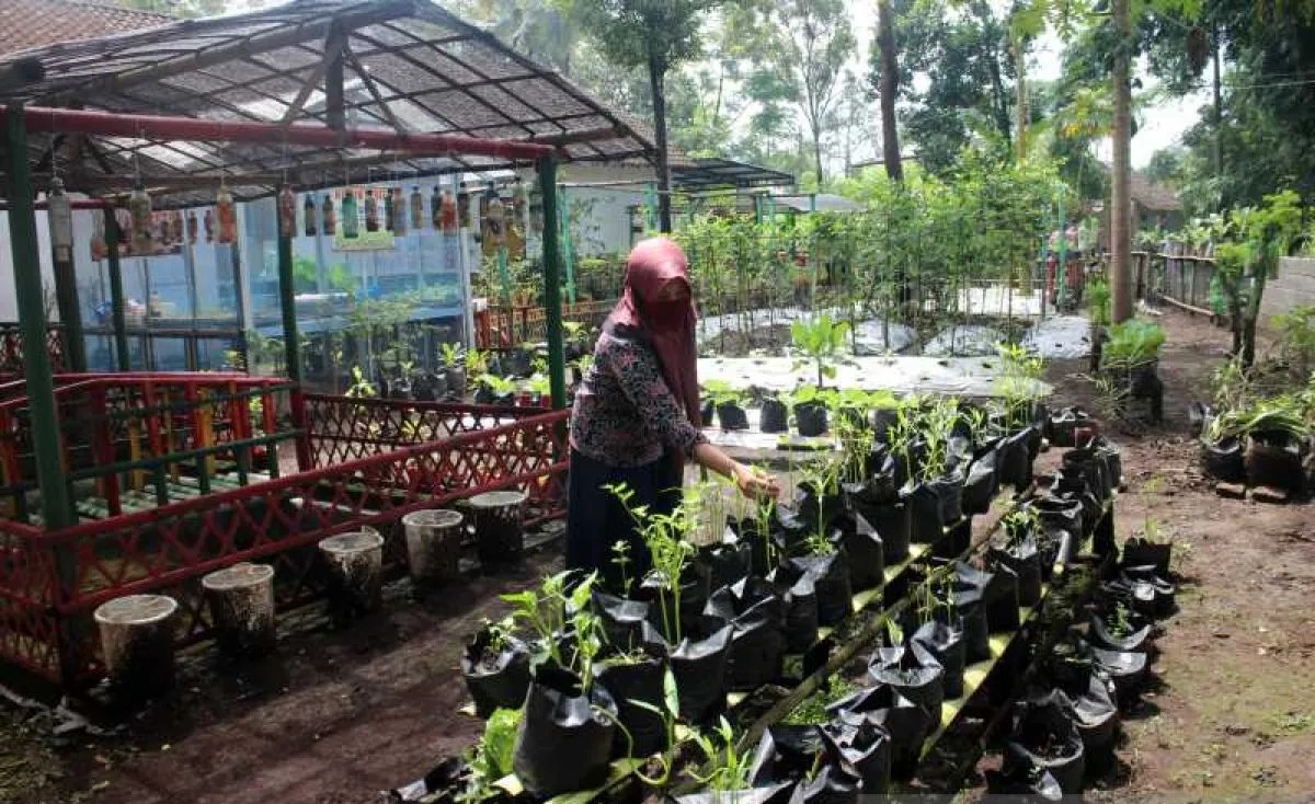 Jangan Remehkan Pekarangan! Dampaknya Dahsyat bagi Ketahanan Pangan dan Kesejahteraan Keluarga