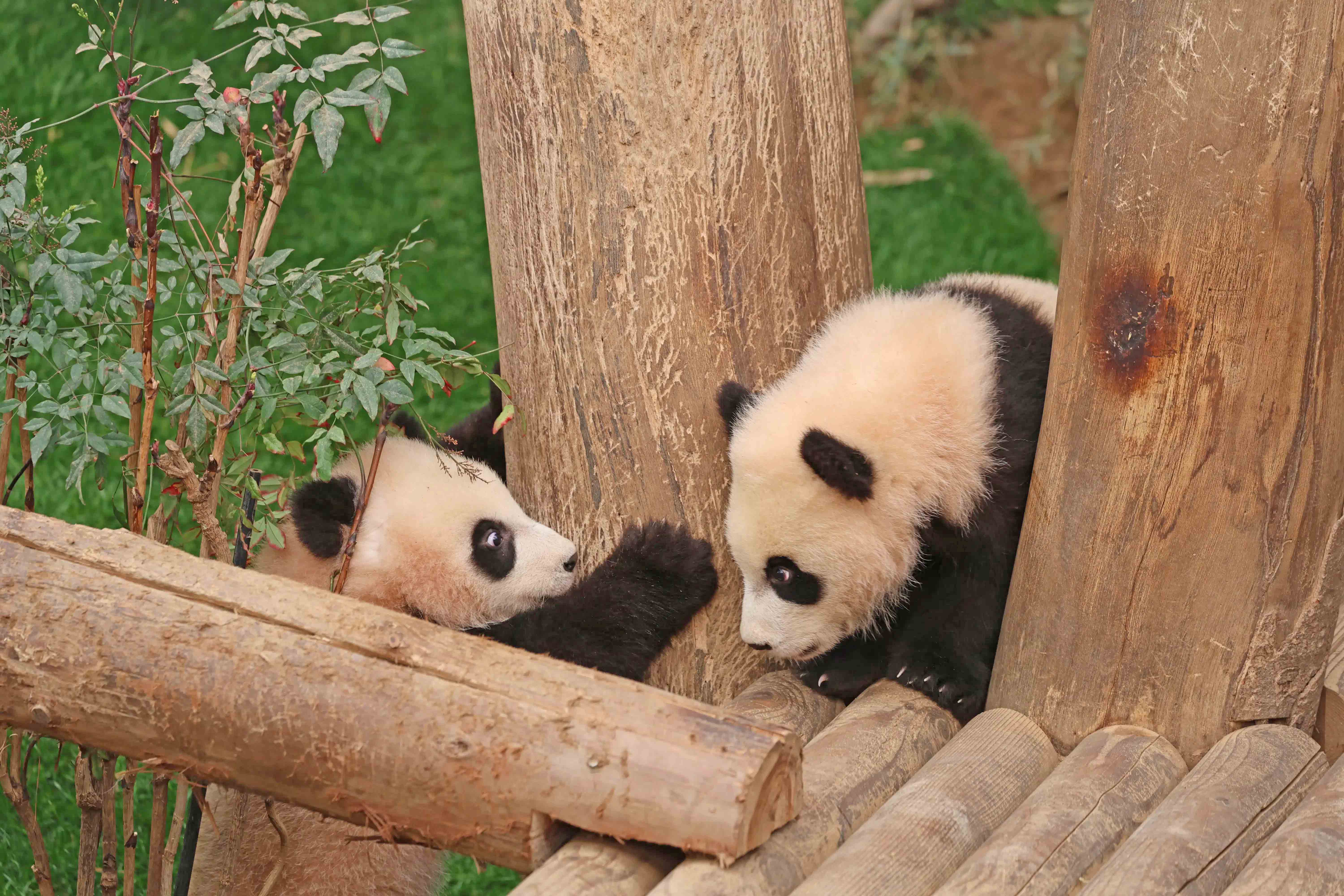 Panda Ai Bao-Le Bao Jadi Primadona Everland Zoo Yongin