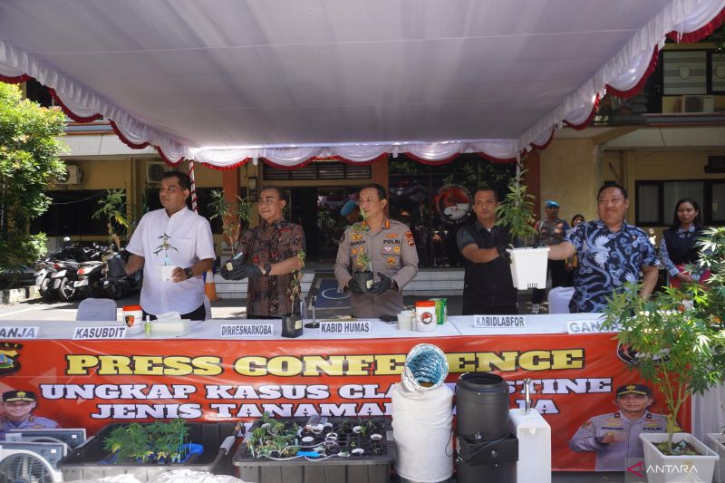 Ada Kebun Ganja, Polisi Gerebek Rumah Pasutri WNA di Denpasar Bali 