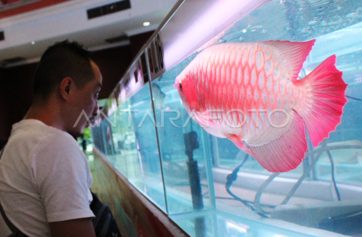 Aduh Mewah! Ikan Arwana Super Red Kalbar Jadi Andalan Baru Dongkrak Ekspor RI!