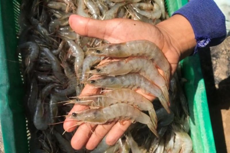 KKP Klaim Udang RI Aman dari Radioaktif