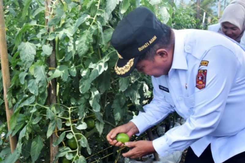 Pemkab Agam Kembangkan Bunga Kol Pandeka, Varietas Unggul Asli Sungai Pua untuk Dongkrak Ekonomi Petani