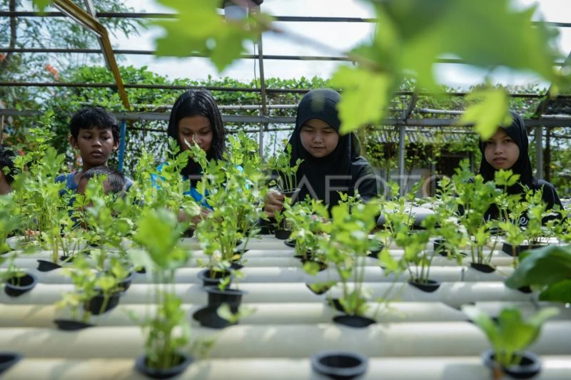 PKK Kota Tangerang Ajak Kader Tanam Sayuran Segar di Pekarangan Rumah
