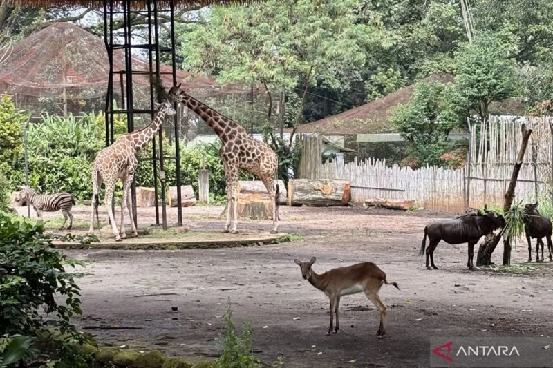 Babak Baru Kasus Bandung Zoo, Pemkot Bandung Surati Kemenhut Minta Semua Satwa Diambil Alih 