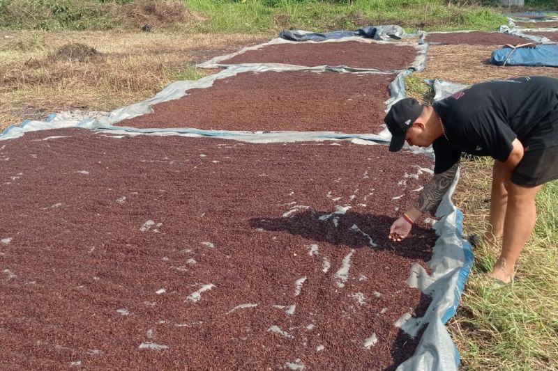 Petani Cengkeh di Lebak Sumringah Sambut Harga yang Relatif Stabil